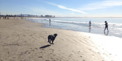 Best Things to Do in San Diego California Robert Farrington Coronado Dog Beach