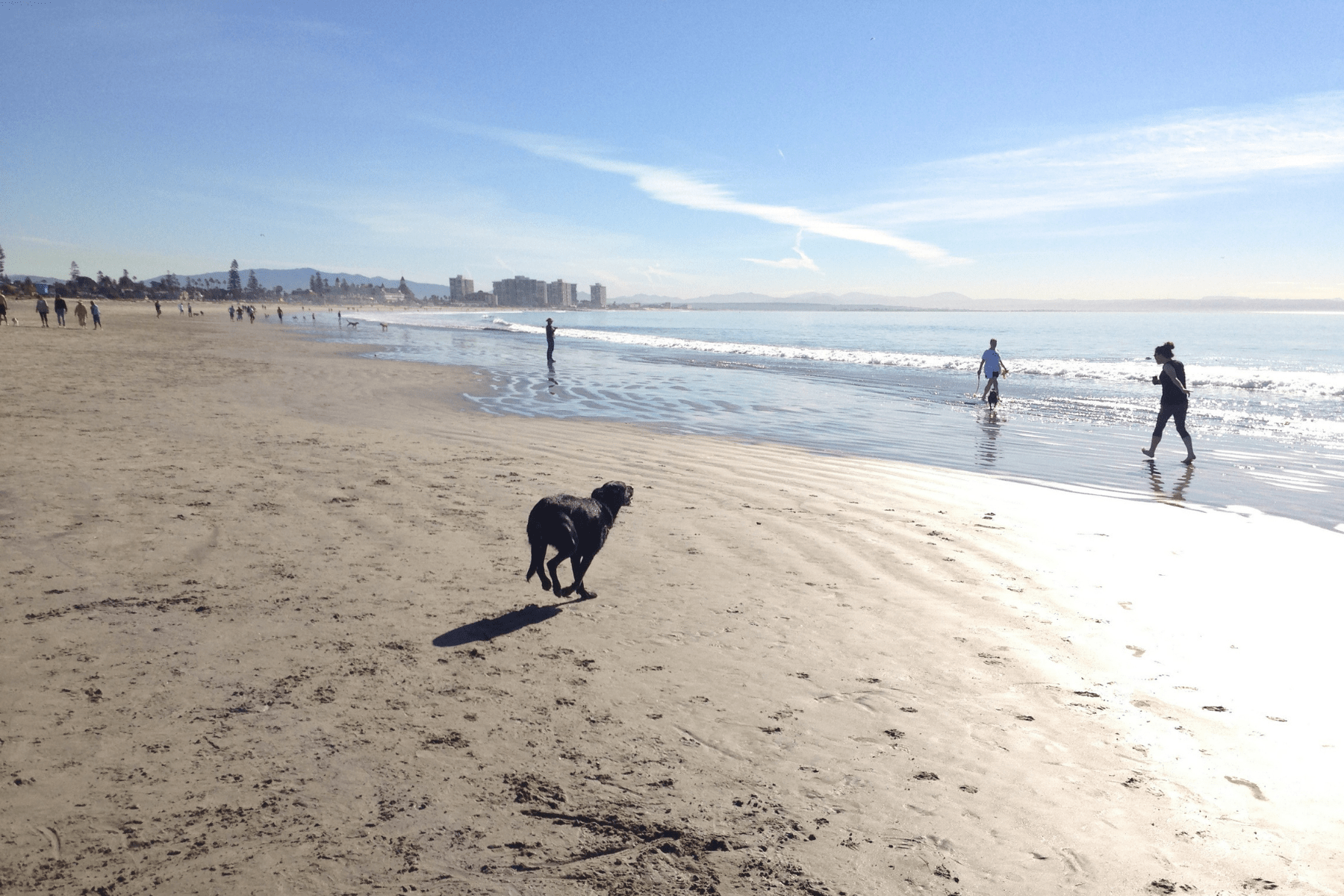 Best Things to Do in San Diego California Robert Farrington Coronado Dog Beach