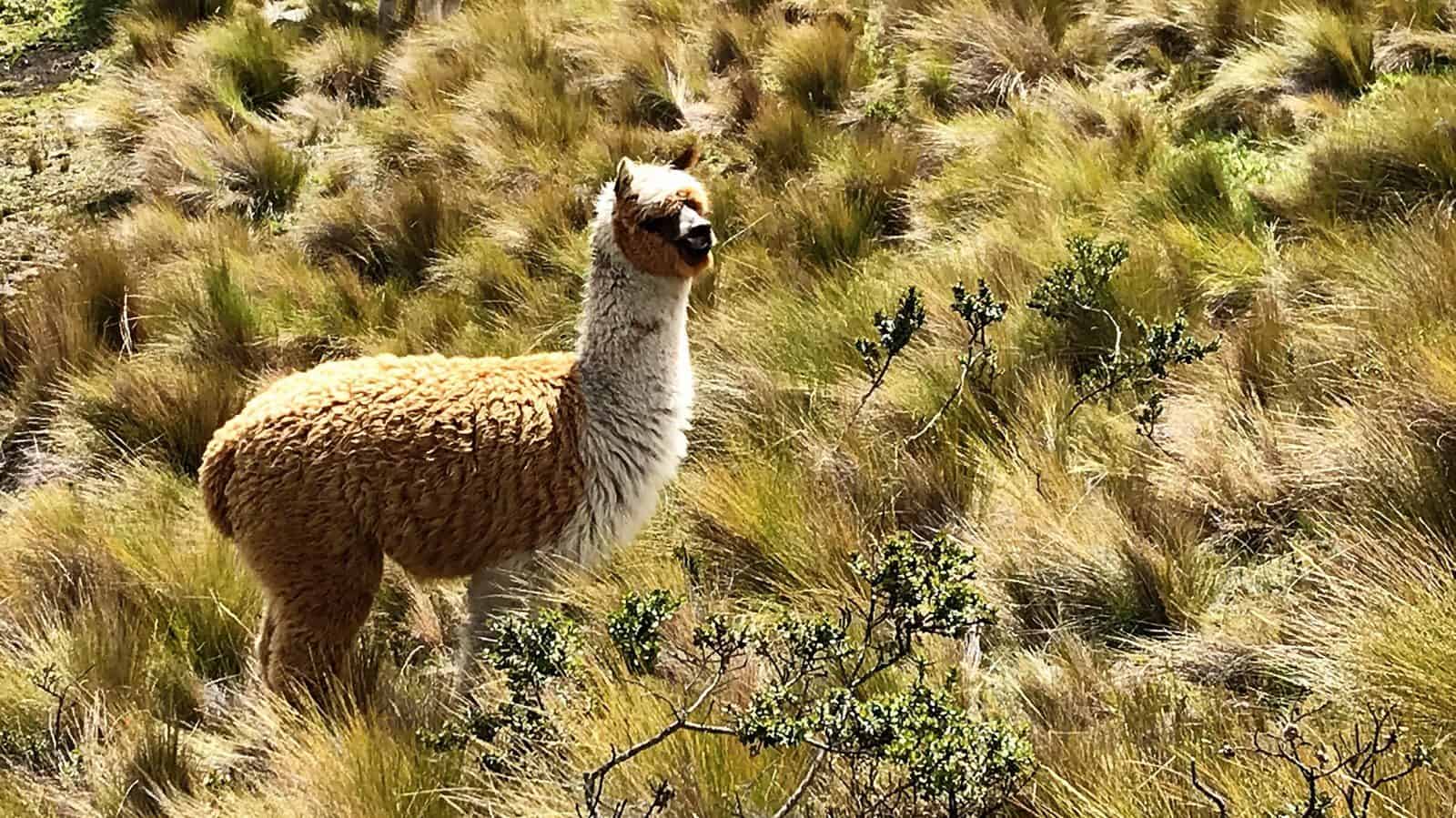 Best things to do in Cuenca Ecuador Alpacas in the cajas