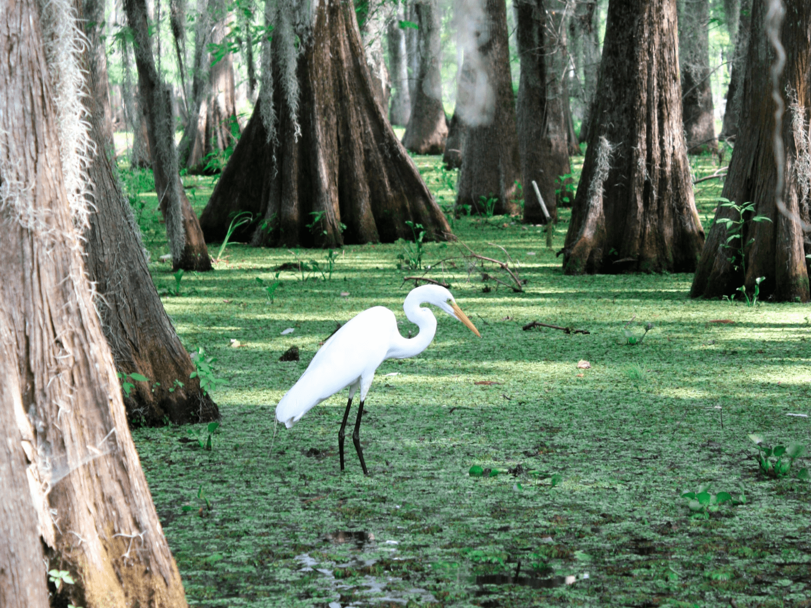 Best things to do in Lafayette Louisiana - Lane Fournerat - An egret in the Lake Martin swamp by Morgane Perraud on Unsplash