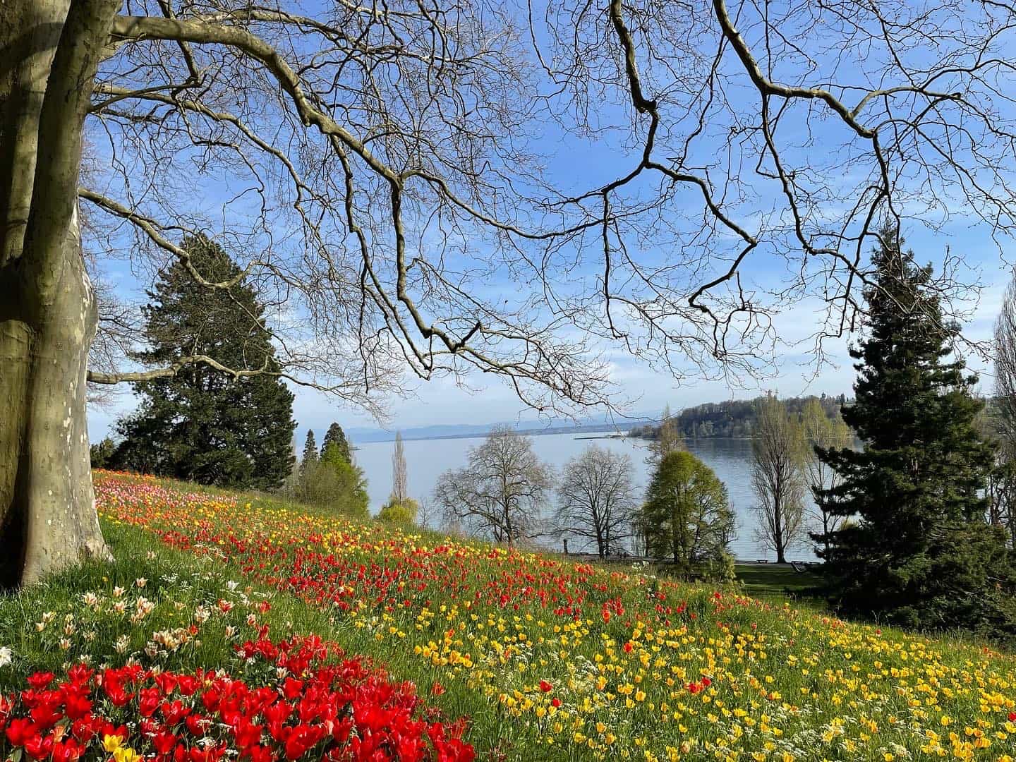 Best things to do in Konstanz Germany - Jean and Patti - Beautiful field of flowers overlooking the lake