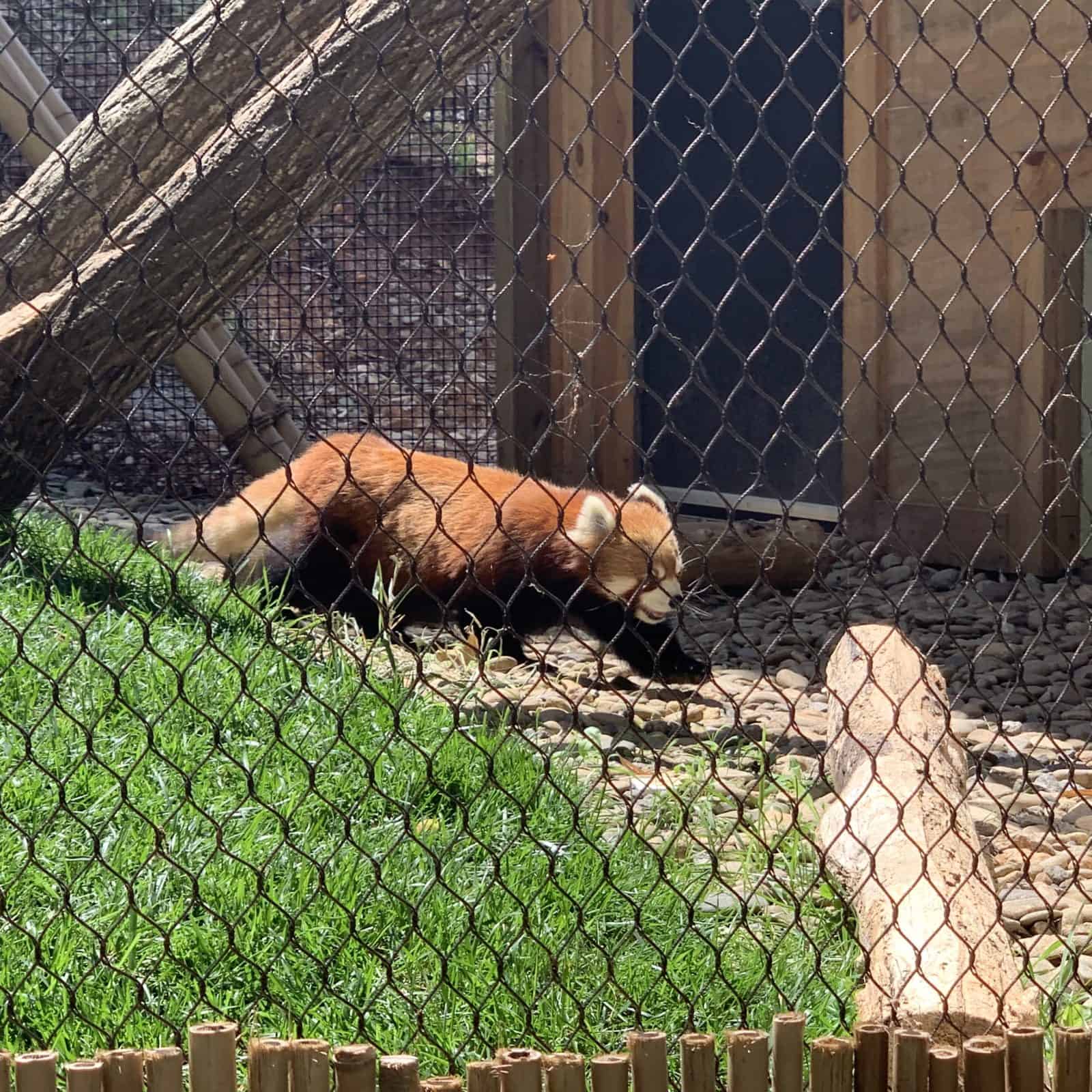 Biltmore Estate, Catawba Falls & Red Pandas in Asheville, North