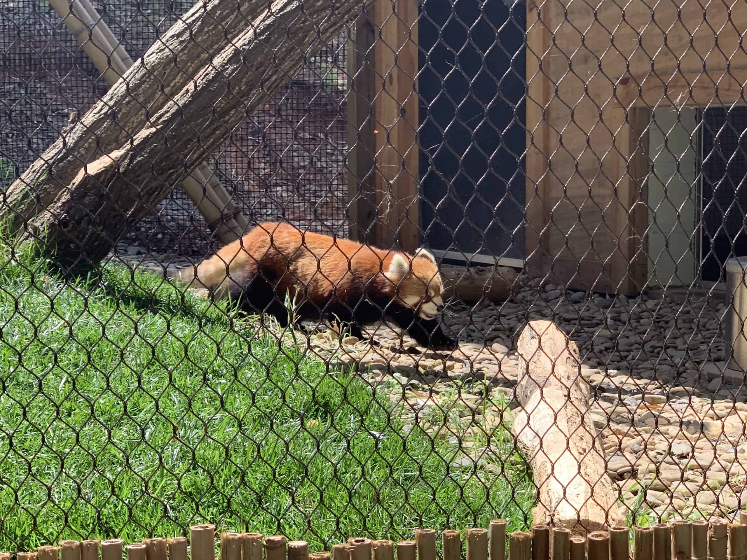 Asheville North Carolina WNC Nature Center red panda