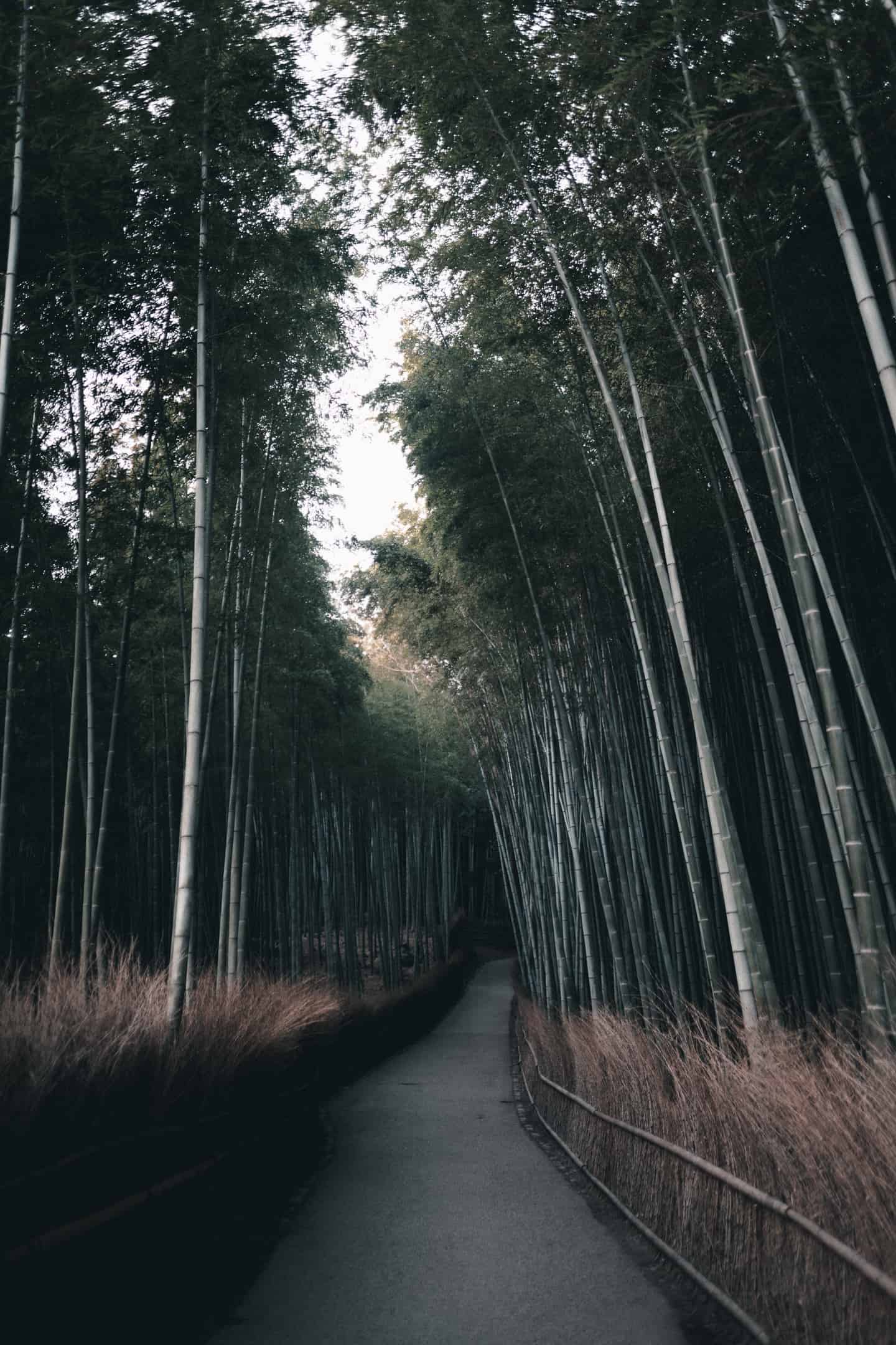 Best things to do in Kyoto Japan - Taro Moberly - Arashiyama Bamboo Grove