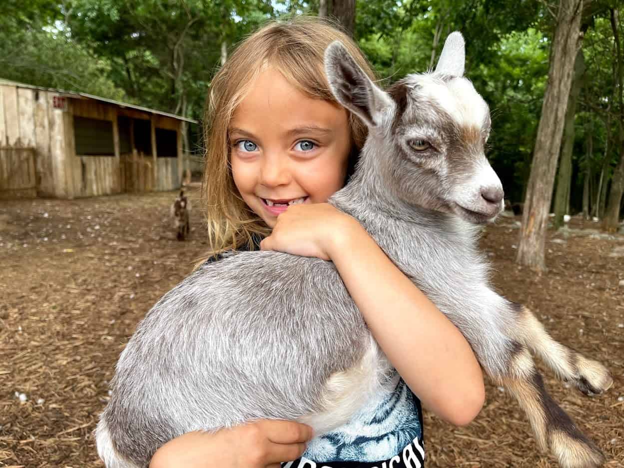 Best things to do in Horse Cave Kentucky - Sandra Wilson - Dutch Country Safari Scarlett with baby goat