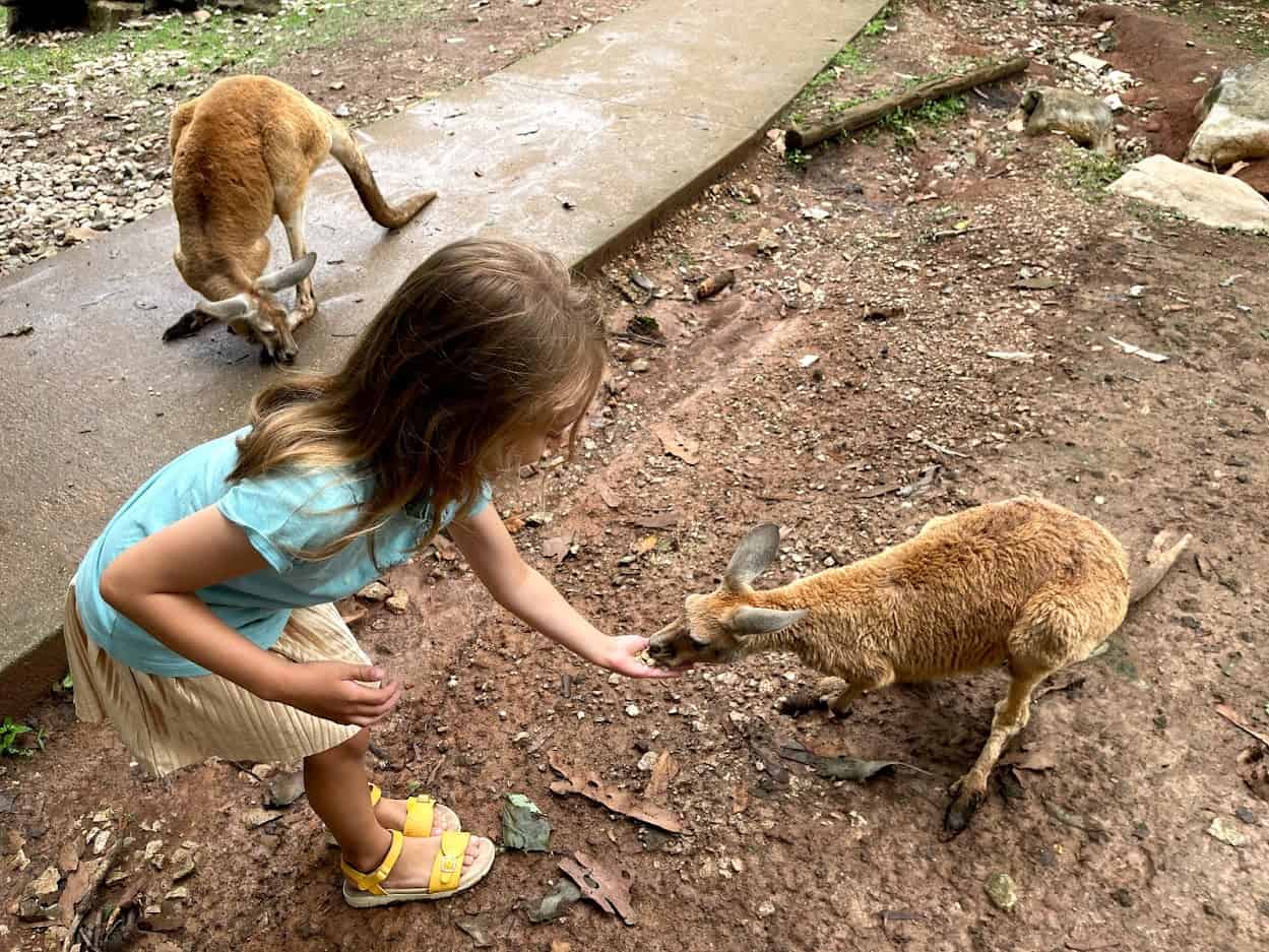 Best things to do in Horse Cave Kentucky - Sandra Wilson - Scarlett feeding kangaroo at Kentucky Down Under