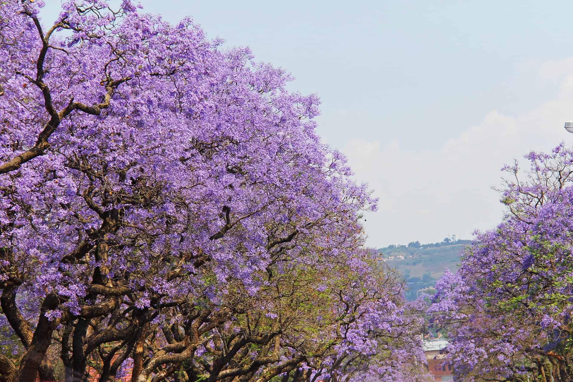Best things to do in Johannesburg South Africa - Kenzeo Mpoyi - Jacaranda trees by Sharon Ang on Pixabay