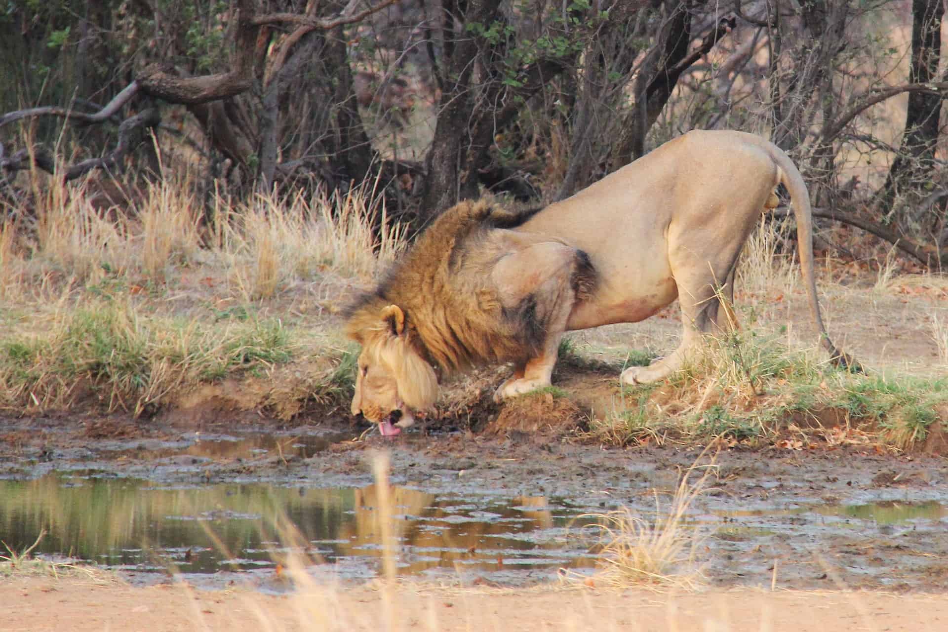 Best things to do in Johannesburg South Africa - Kenzeo Mpoyi - Lion drinking water by Sharon Ang on Pixabay