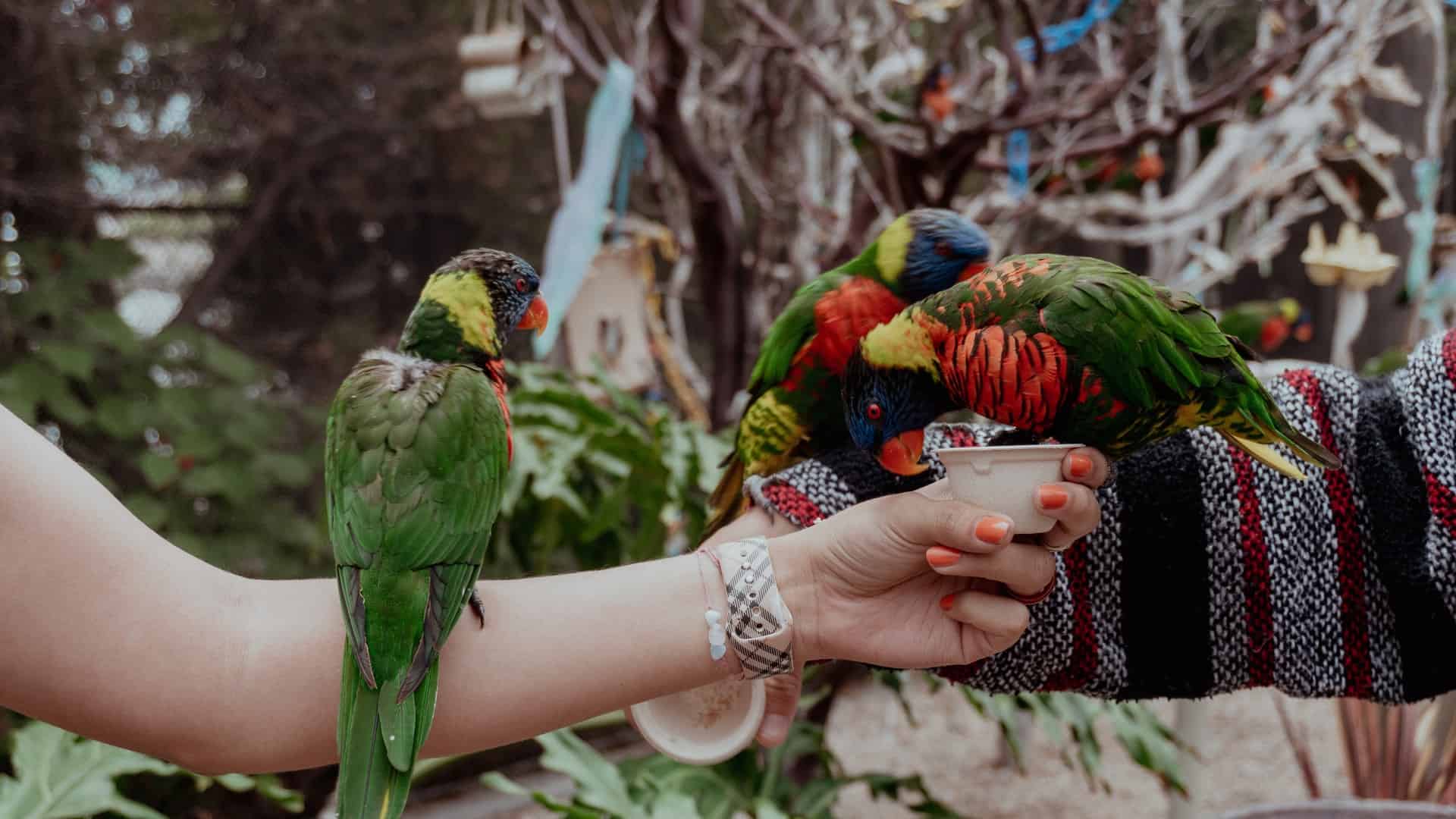 Best things to do in Long Beach California - Chris Browning - Lorikeet feeding at the Aquarium of the Pacific by Vania Medina on Unsplash