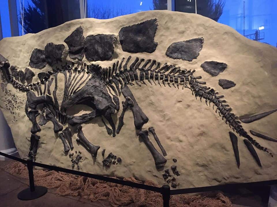 Best things to do in Idaho Falls Idaho Museum of Idaho dinosaur display