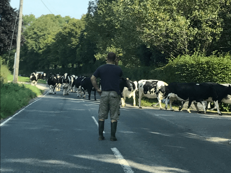 Best things to do in Surrey England Chris Avery Country Lane to the Fox Revived Blocked by Cows horizontal