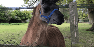 Best things to do in Surrey England Chris Avery Llama horizontal