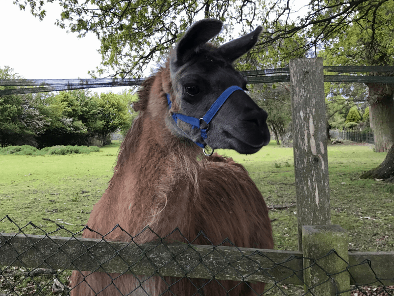 Best things to do in Surrey England Chris Avery Llama horizontal