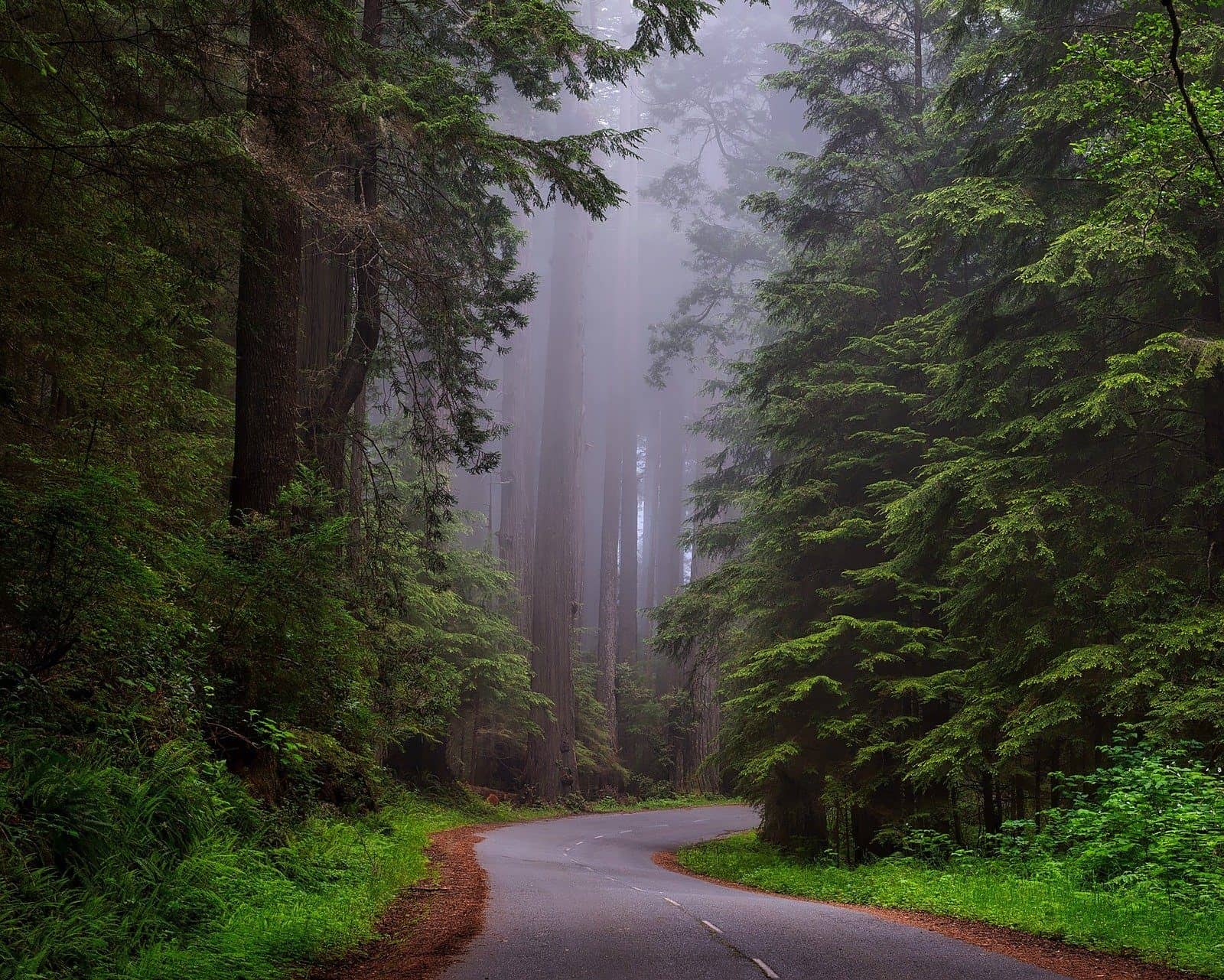 Hiking the Redwood Forest in Humboldt, California with Ian Snyder We