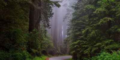 Best things to do in Humboldt California Ian Snyder redwood national forest Image by David Mark from Pixabay