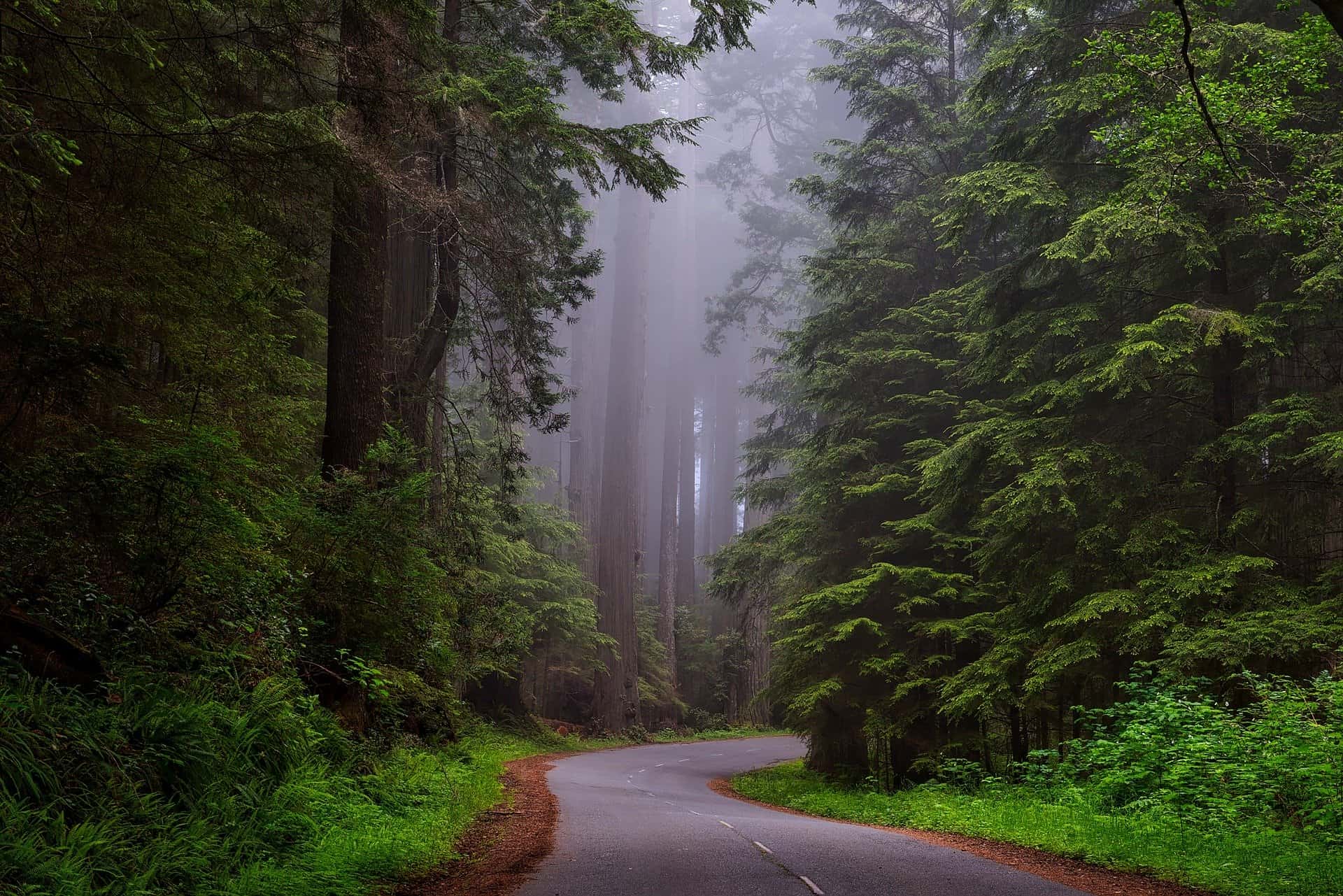Best things to do in Humboldt California Ian Snyder redwood national forest Image by David Mark from Pixabay