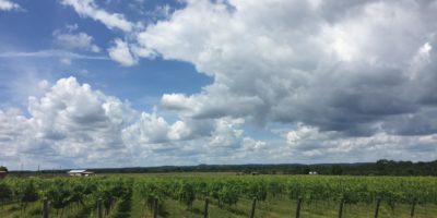 Best things to do in Austin TX with Lillian Martin Becker Vineyards grapes
