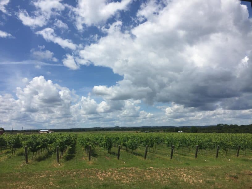 Best things to do in Austin TX with Lillian Martin Becker Vineyards grapes