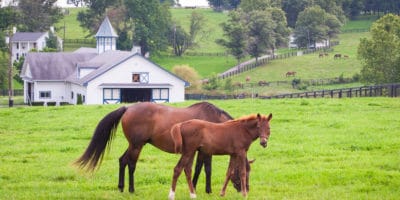 Best things to do Lexington Kentucky Audra Meighan mare with her colt on pastures of horse farms shutterstock_317060195