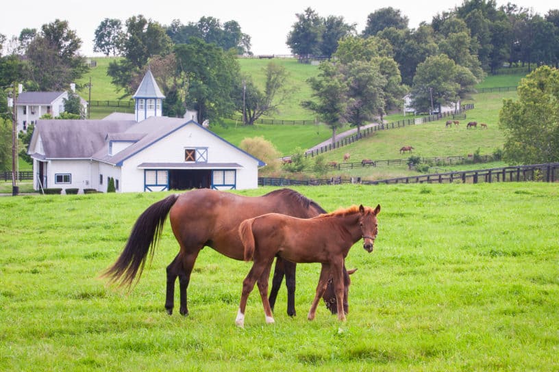 Best things to do Lexington Kentucky Audra Meighan mare with her colt on pastures of horse farms shutterstock_317060195