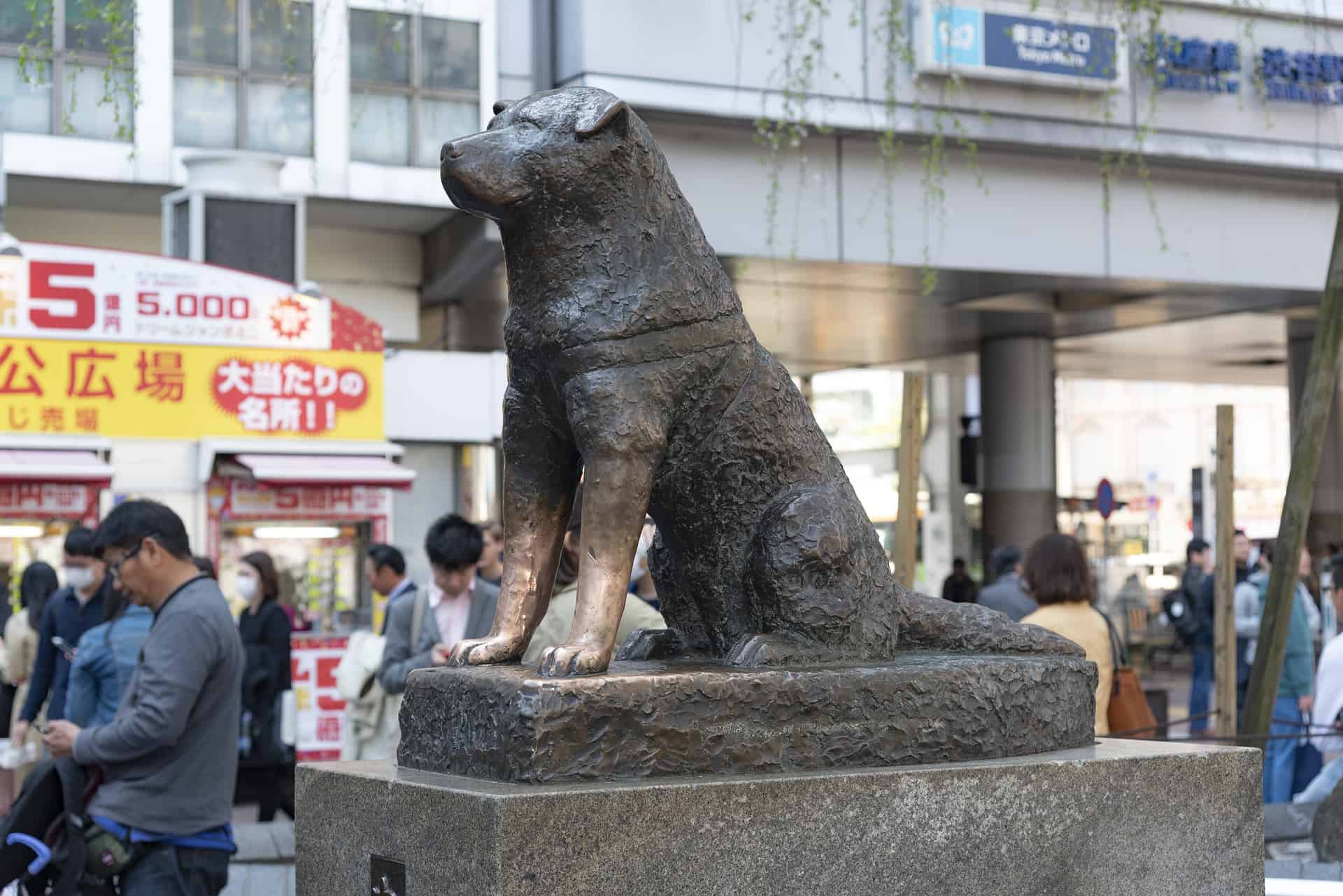 Best things to do in Tokyo Japan Anthony Joh hachiko dog Pixabay Nick115 japan-5430075_1920