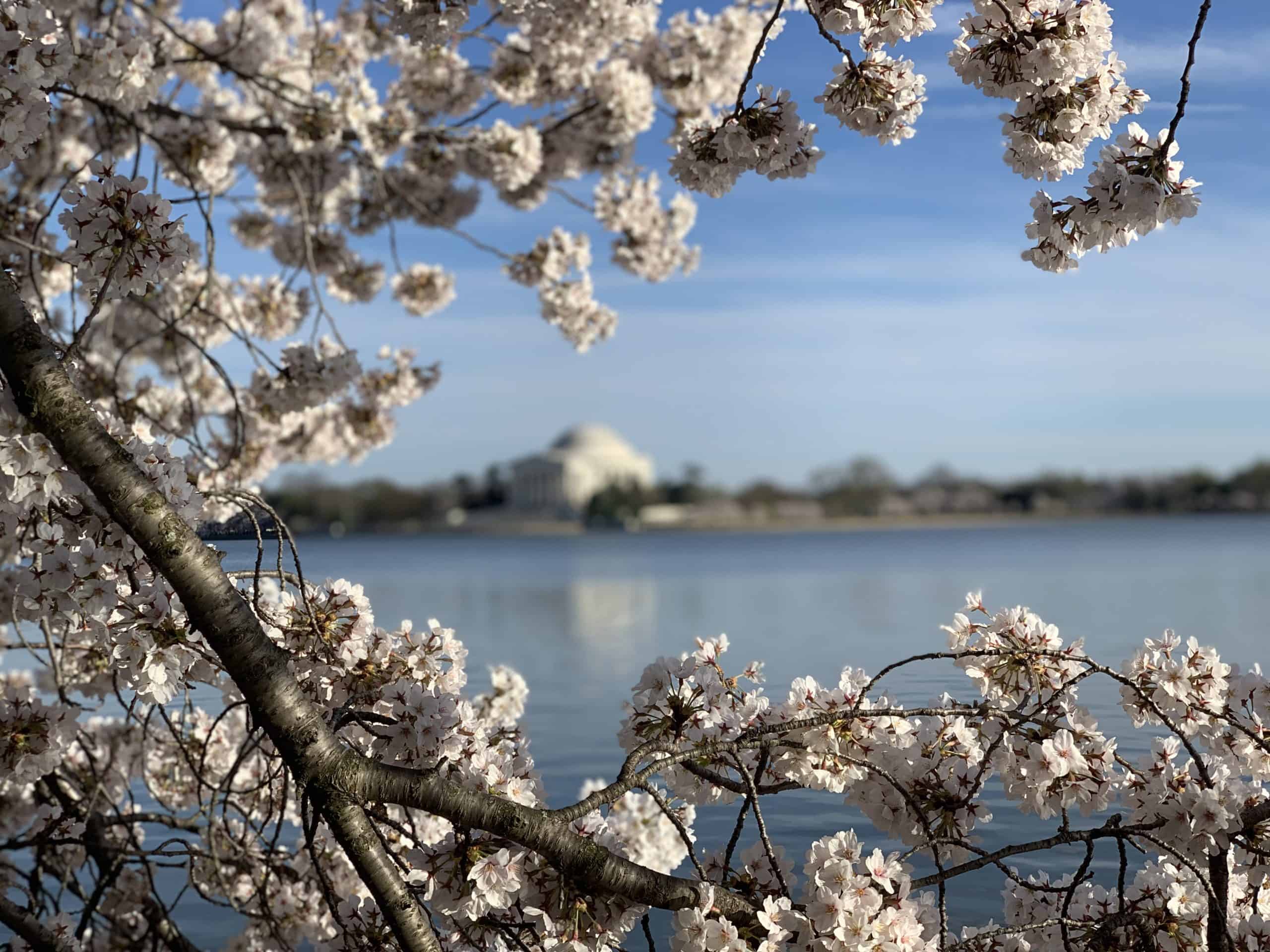 Best things to do in Washington DC Jamie Larounis cherry blossom tree with Jefferson Memorial in background