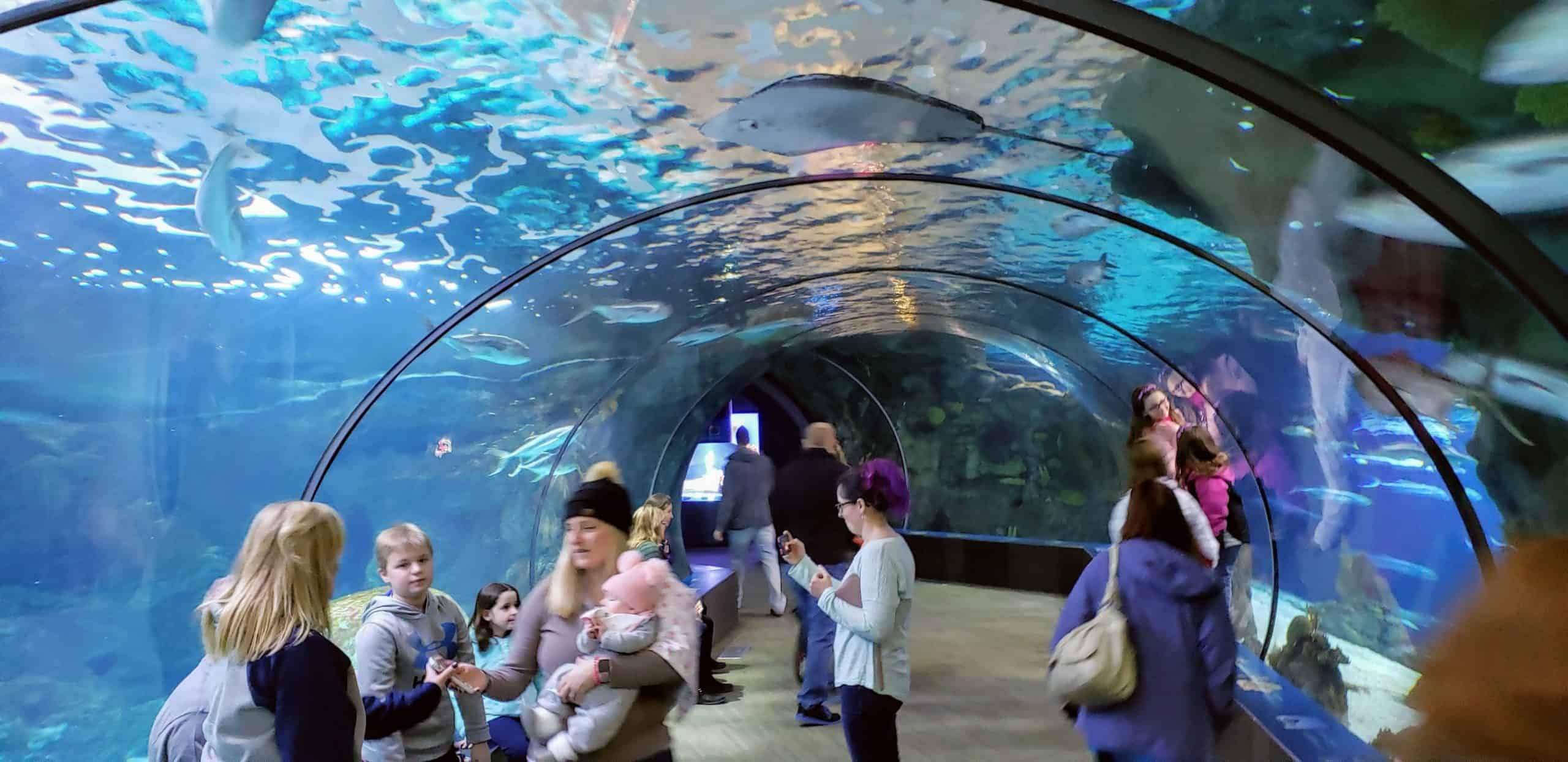 Best things to do in Omaha Nebraska - Tim and Lisa Trudell - Shark tunnel at Omaha Henry Doorly Zoo