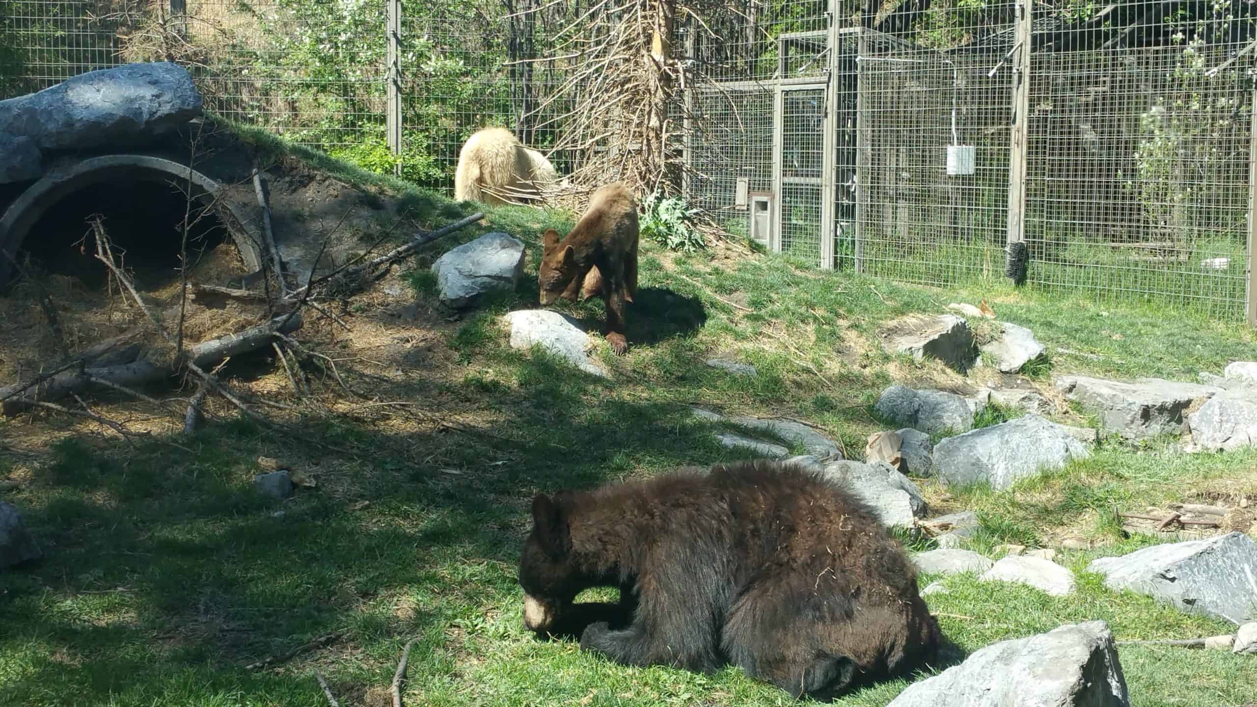 Best things to do in Calgary Canada Tom Drake Calgary Zoo bears