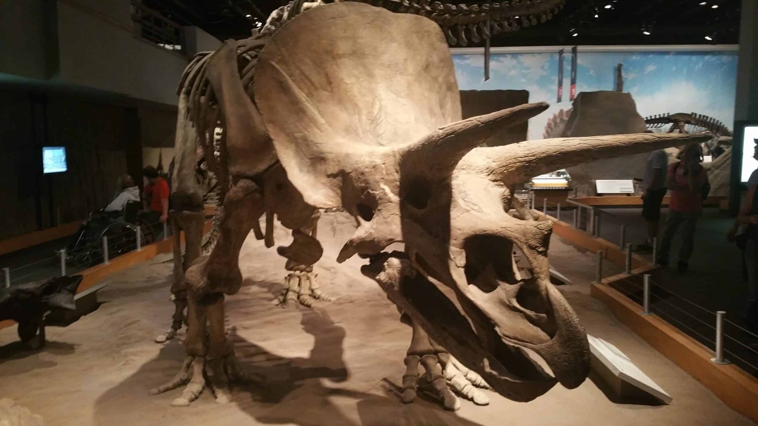 Best things to do in Calgary Canada Tom Drake Drumheller Royal Tyrrell Museum dinosaur bones