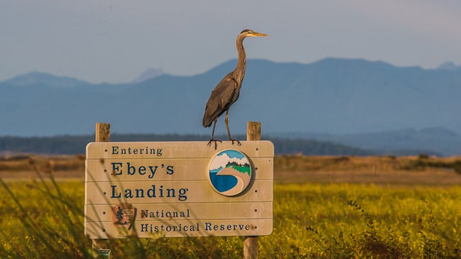 Best things to do on Whidbey Island Washington - Victoria Greene - Heron on top of Ebey’s Reserve Sign by WhidbeyCamanoIslands