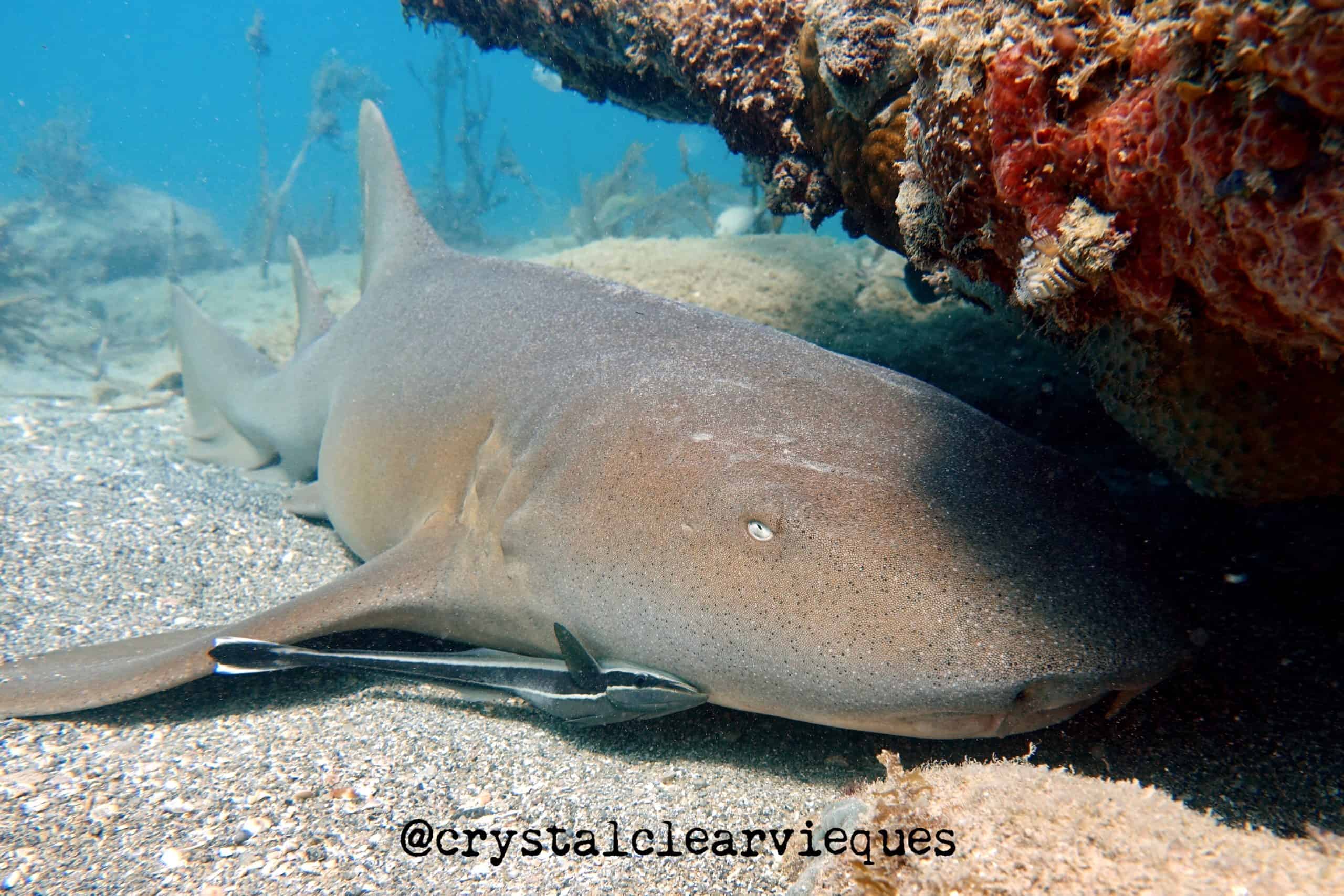  Kelly Cronin - Nurse Shark in Vieques photo by CrystalClearVieques