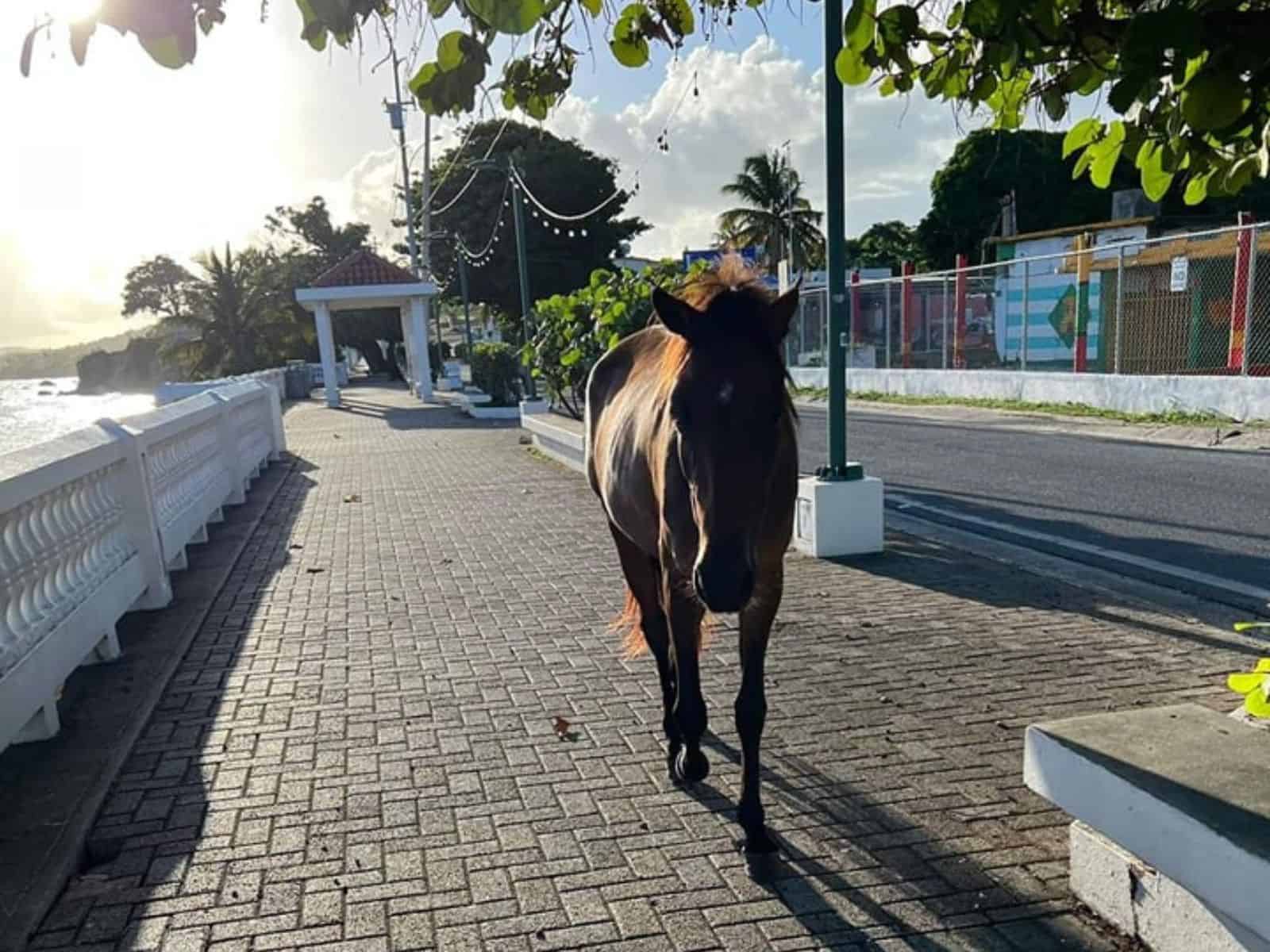 Best things to do in Vieques Puerto Rico - Kelly Cronin - horse in the malecon in Vieques 1600x1200