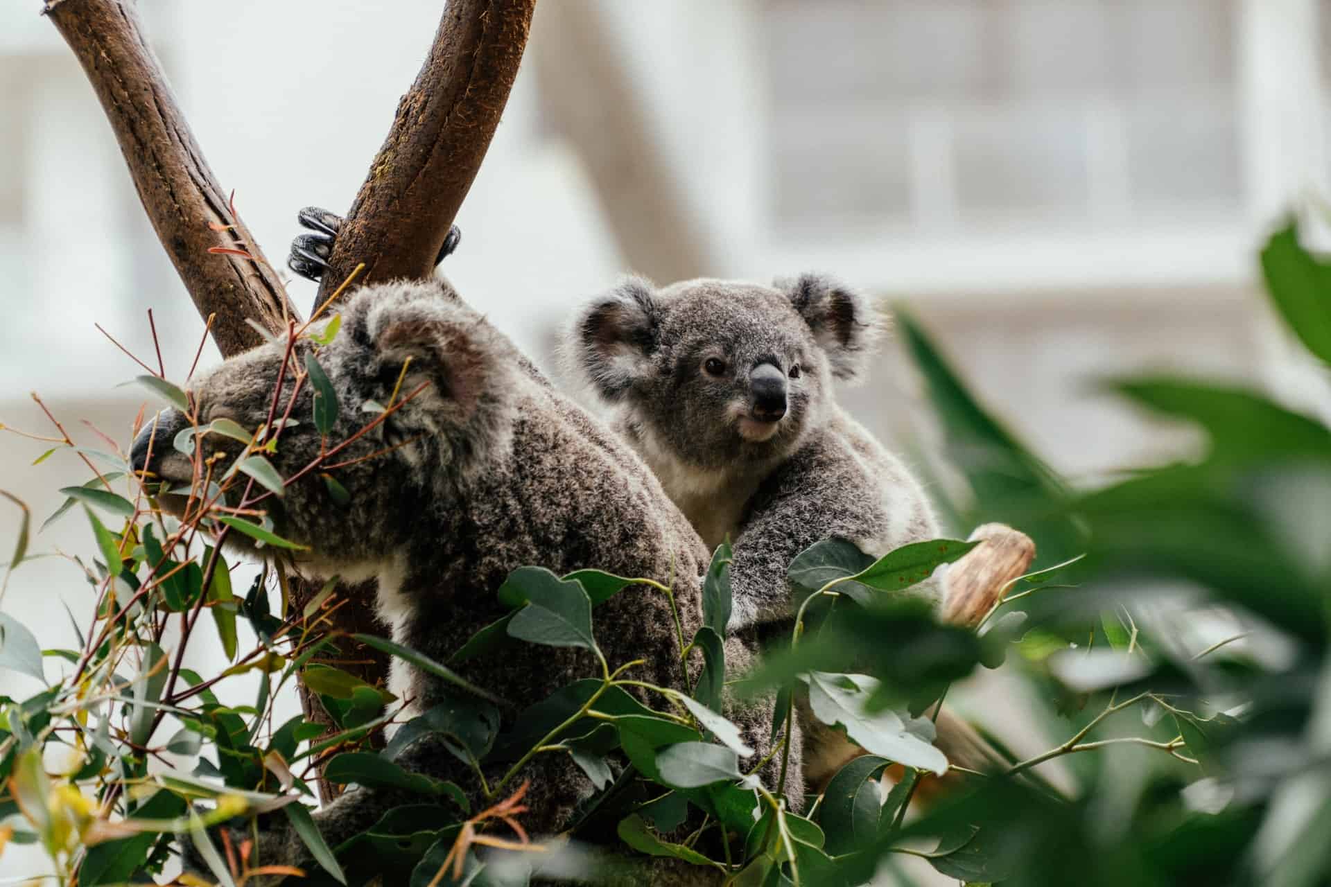 Best things to do in Sydney Australia - Linda King - Koalas in a tree at the zoo by Henrique Félix on Unsplash