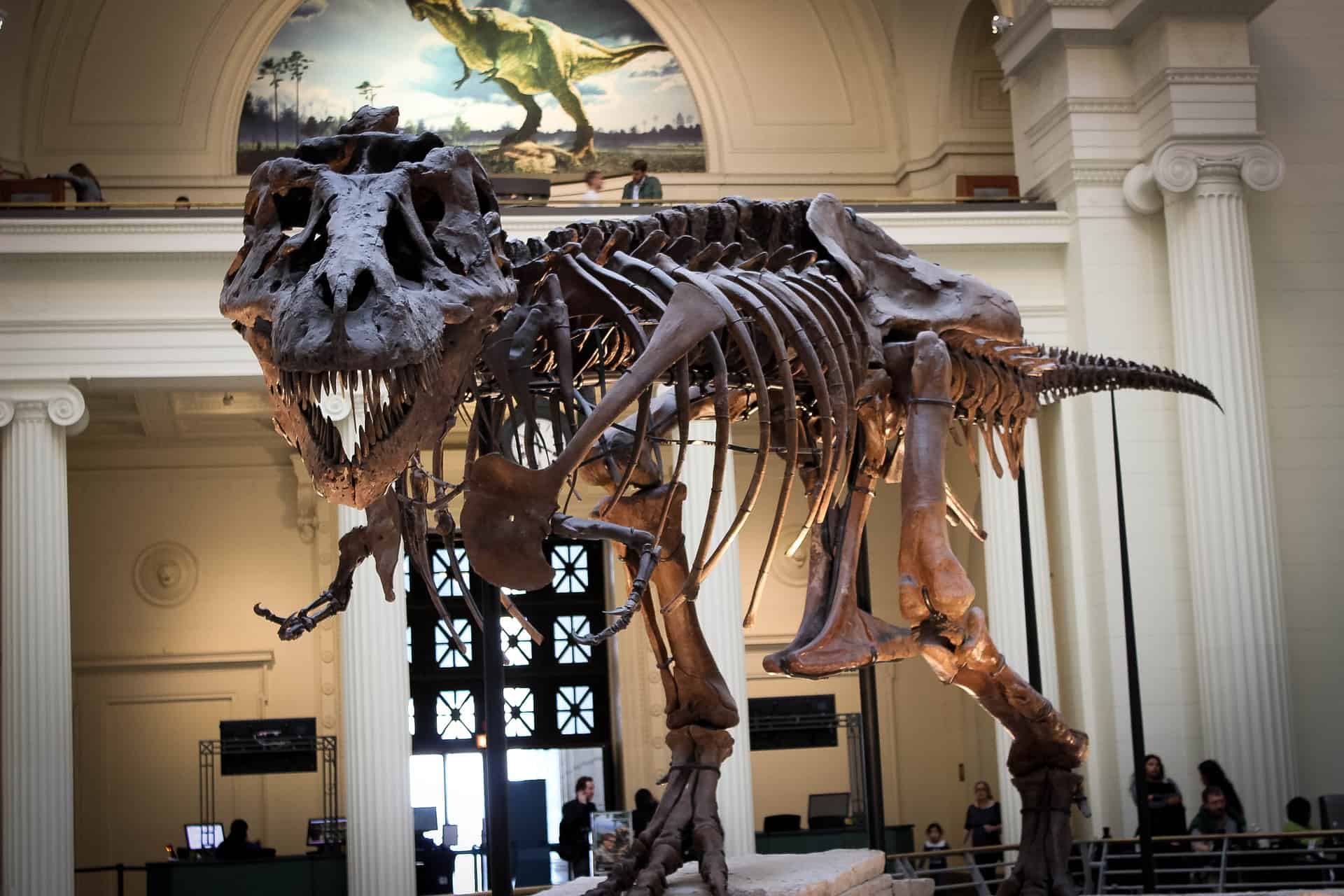 Best things to do in Chicago Illinois - Michael Sparrow - Dinosaur exhibit at the Field Museum by Katie Rose on Pixabay