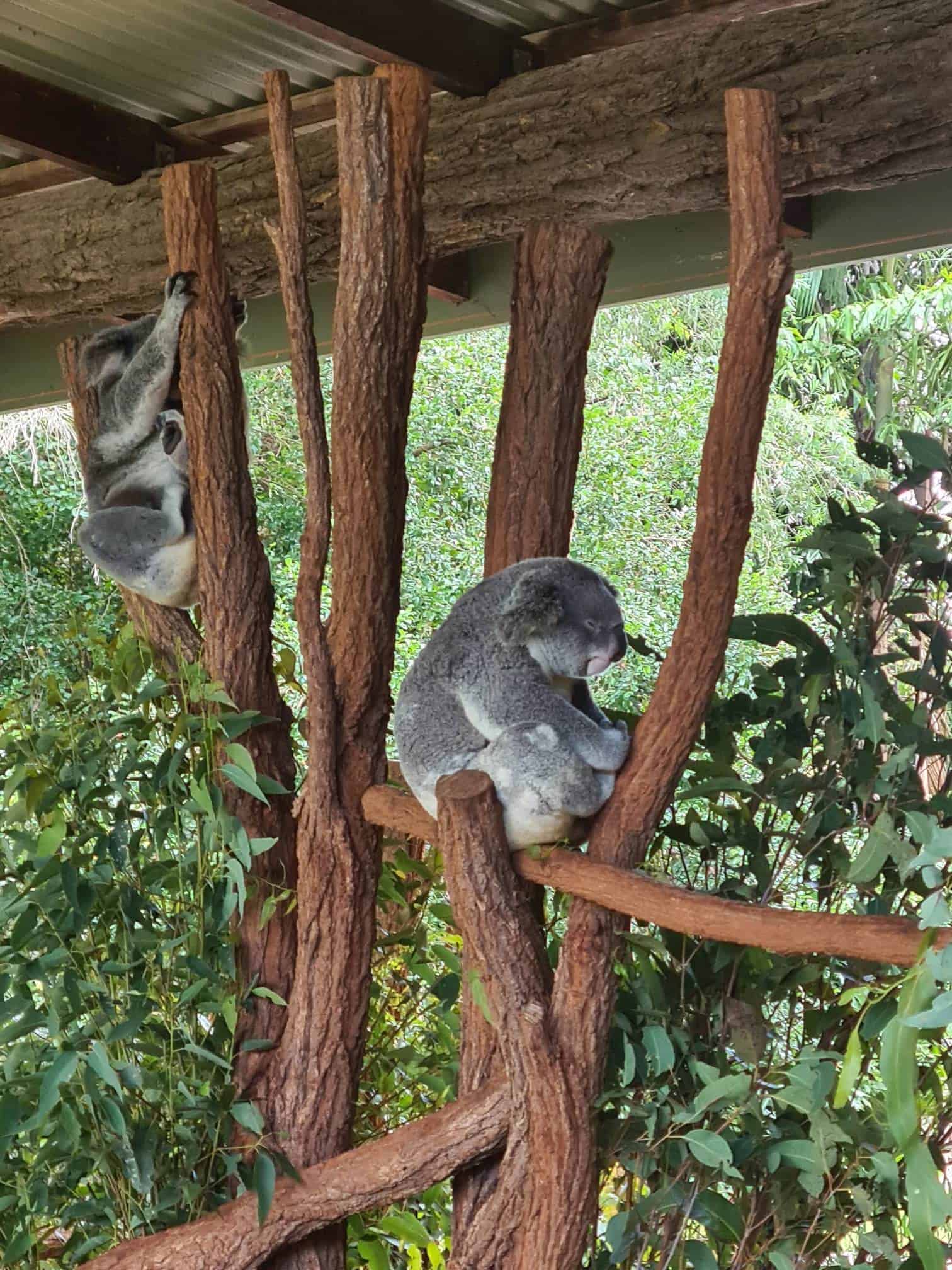 Best things to do in Sunshine Coast Australia - Leanne and Lyle McCabe - Koalas at Australia Zoo