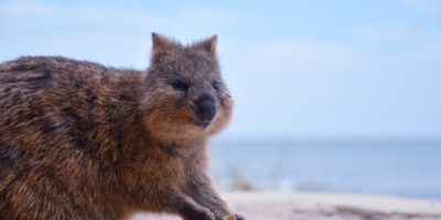 Best things to do in Perth Australia - Amanda Kendle - Quokka on Rottnest Island by Mark Stoop on Unsplash