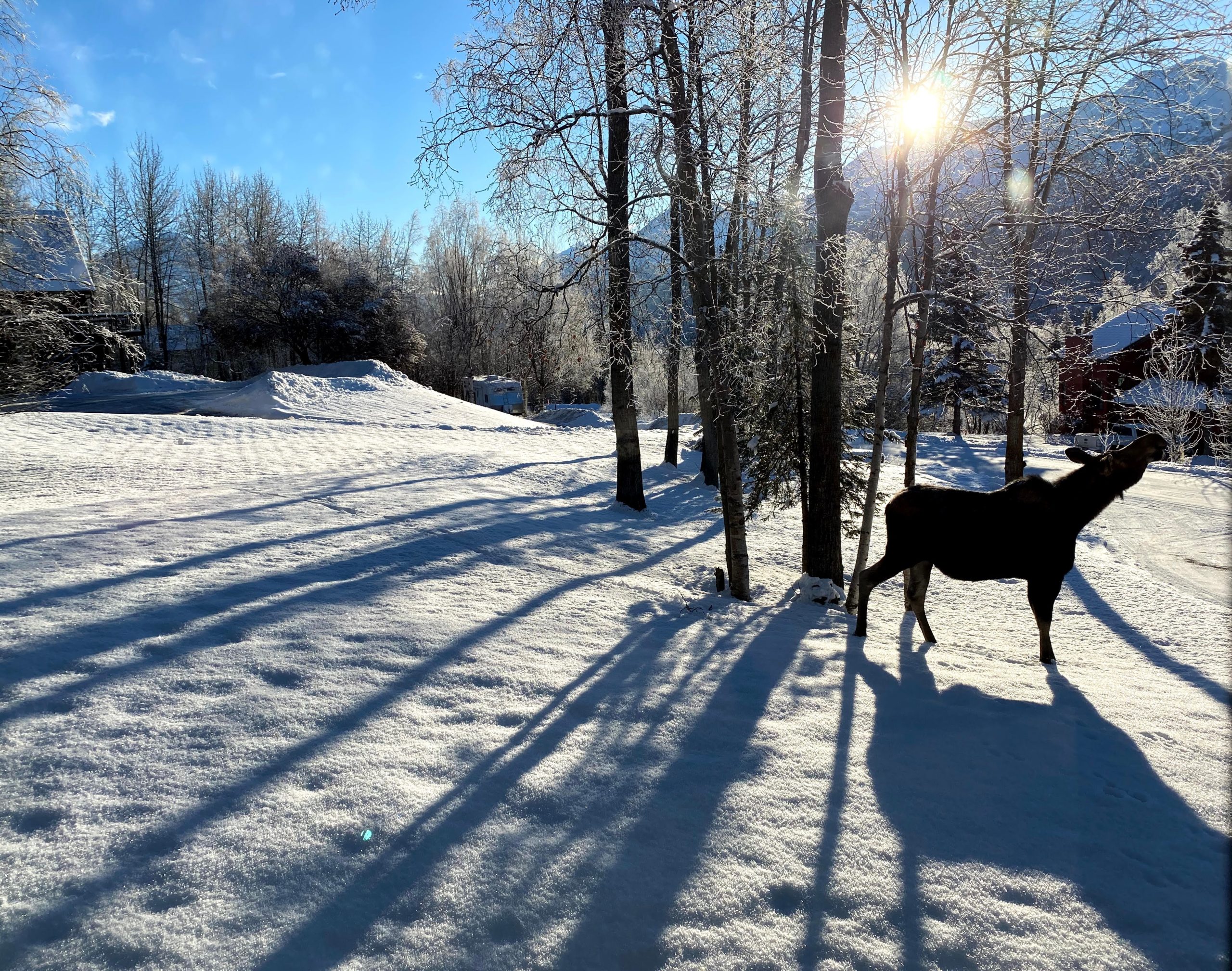 Best things to do in Anchorage Alaska - Chris Lundgren - Moose in the yard