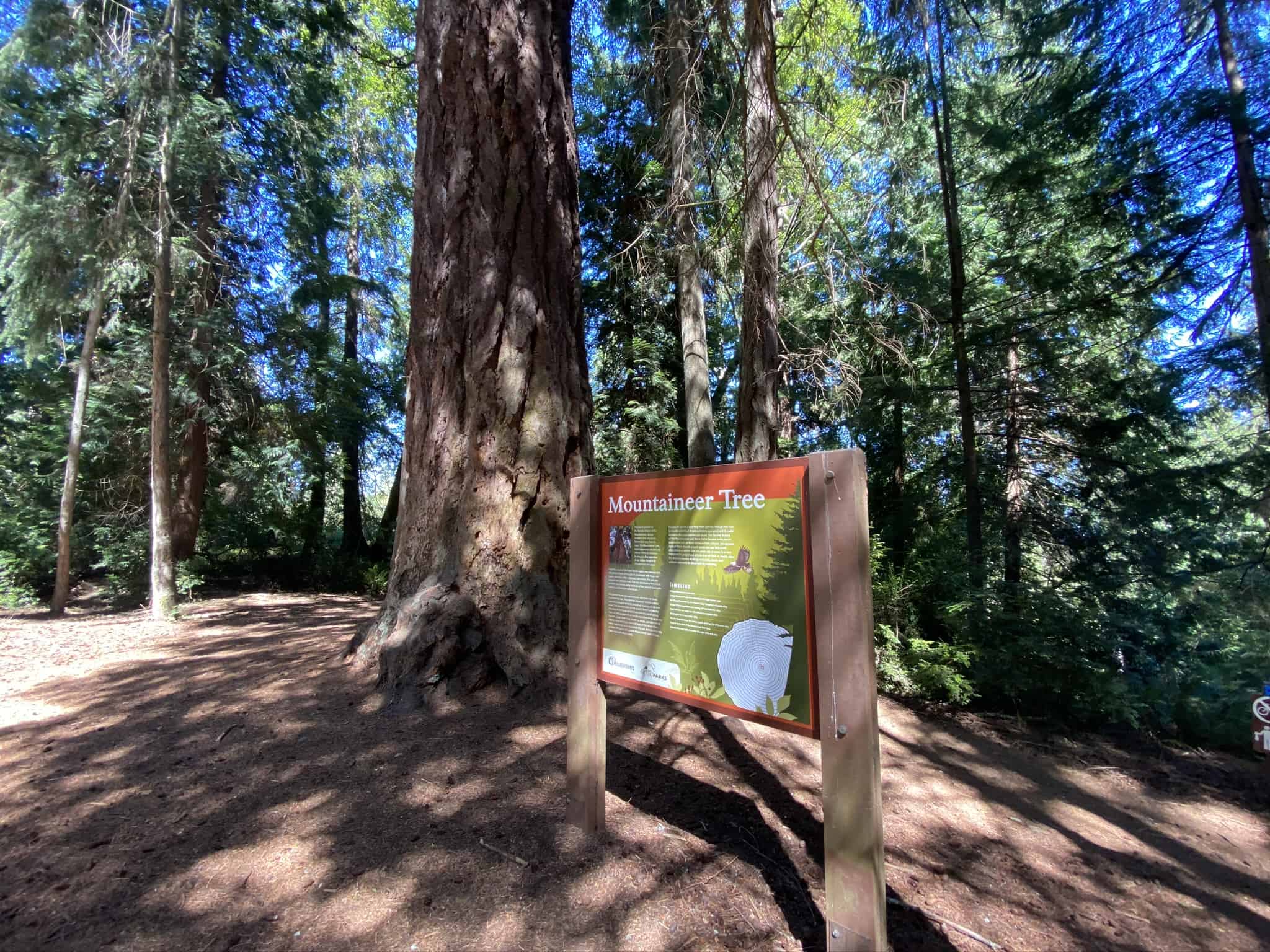 Best things to do in Tacoma Washington - Peggy Cleveland - Old growth forest Point Defiance