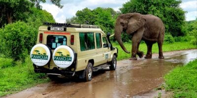 Best things to do in Arusha Tanzania - Scott Brills - Encountering an elephant with Pamola Safaris