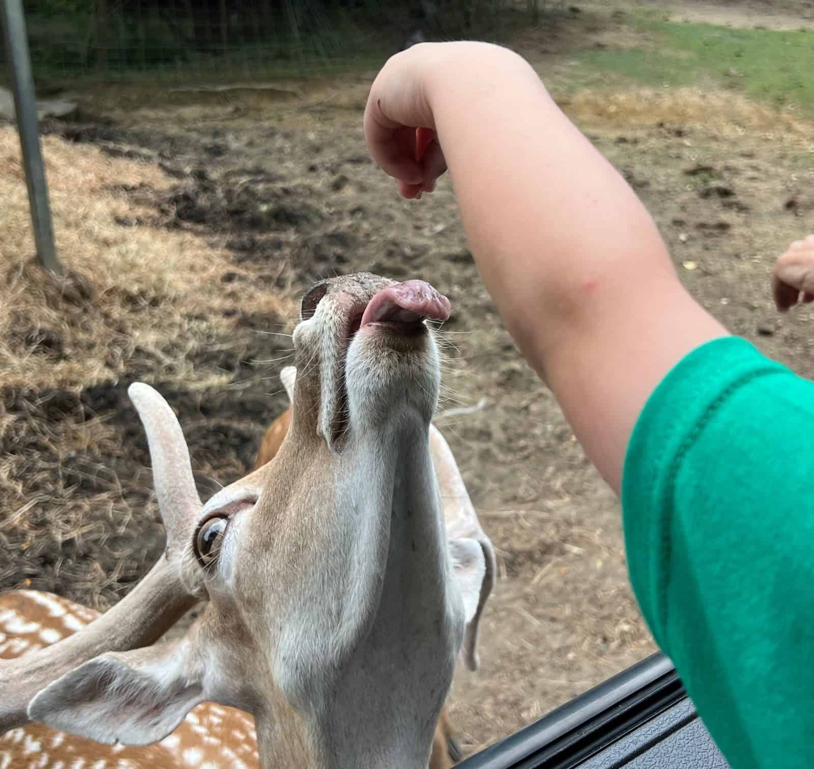 Hot Air Balloon Festival, Tom's Wall & The Princess Theatre in Hartselle, Alabama We Travel There