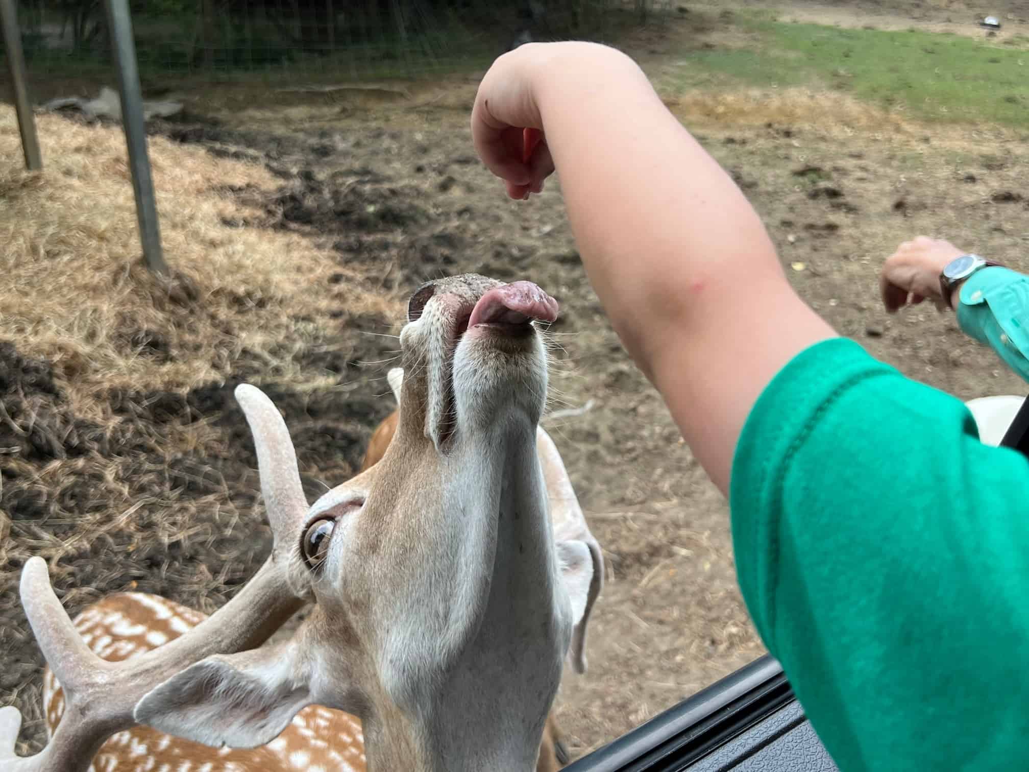 Best things to do in Hartselle Alabama - Conni - feeding an animal from the car at Harmony Park Safari