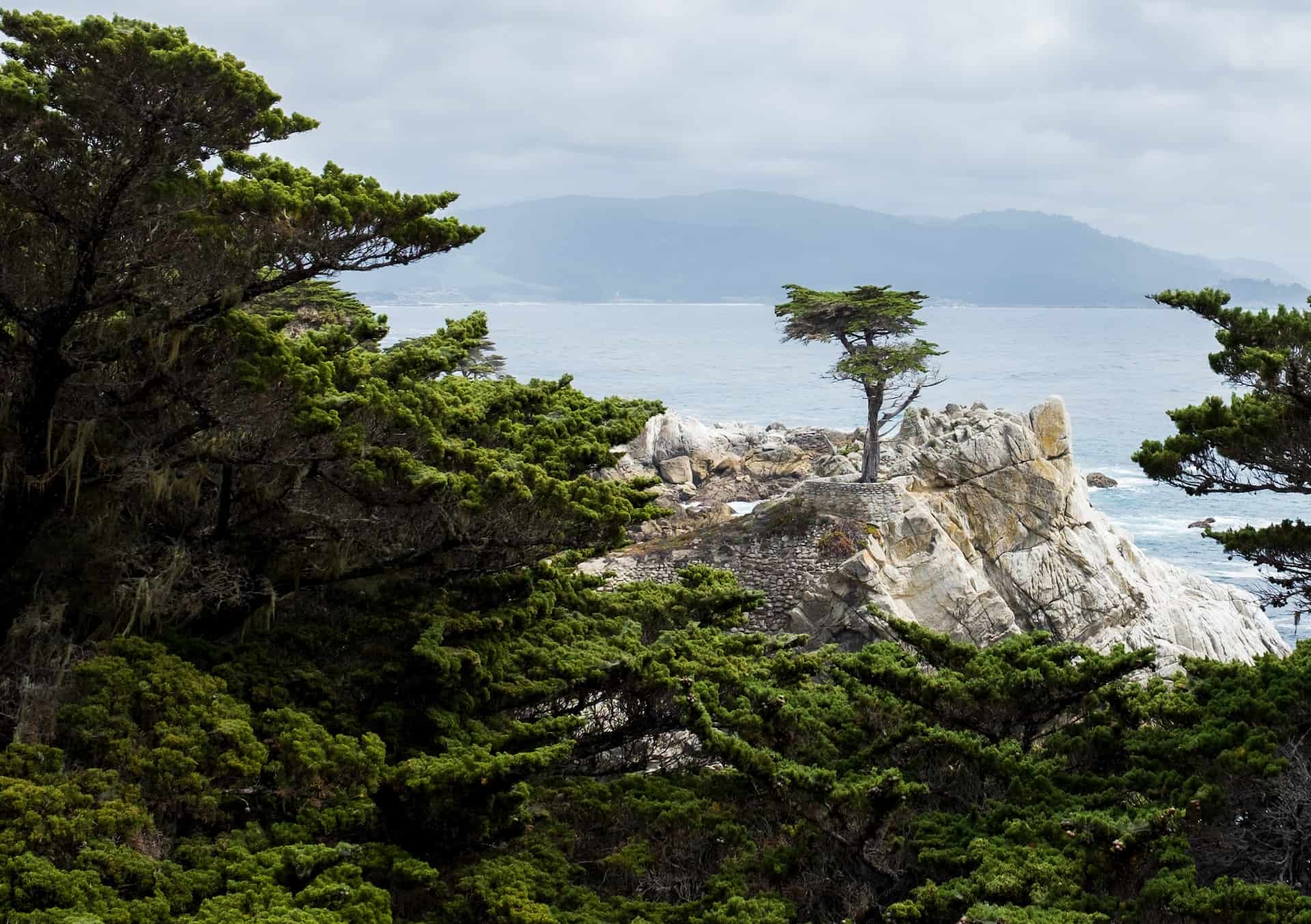 Best things to do in Monterey California - Chris Christensen - Iconic Lone Cypress along 17-Mile Drive by Ryan Parker on Unsplash