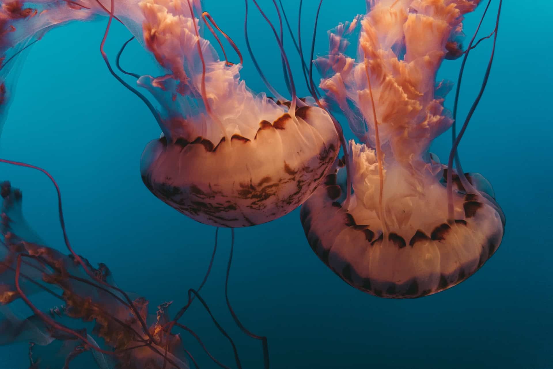 Best things to do in Monterey California - Chris Christensen - Jellyfish at Monterey Bay Aquarium by KAL VISUALS on Unsplash