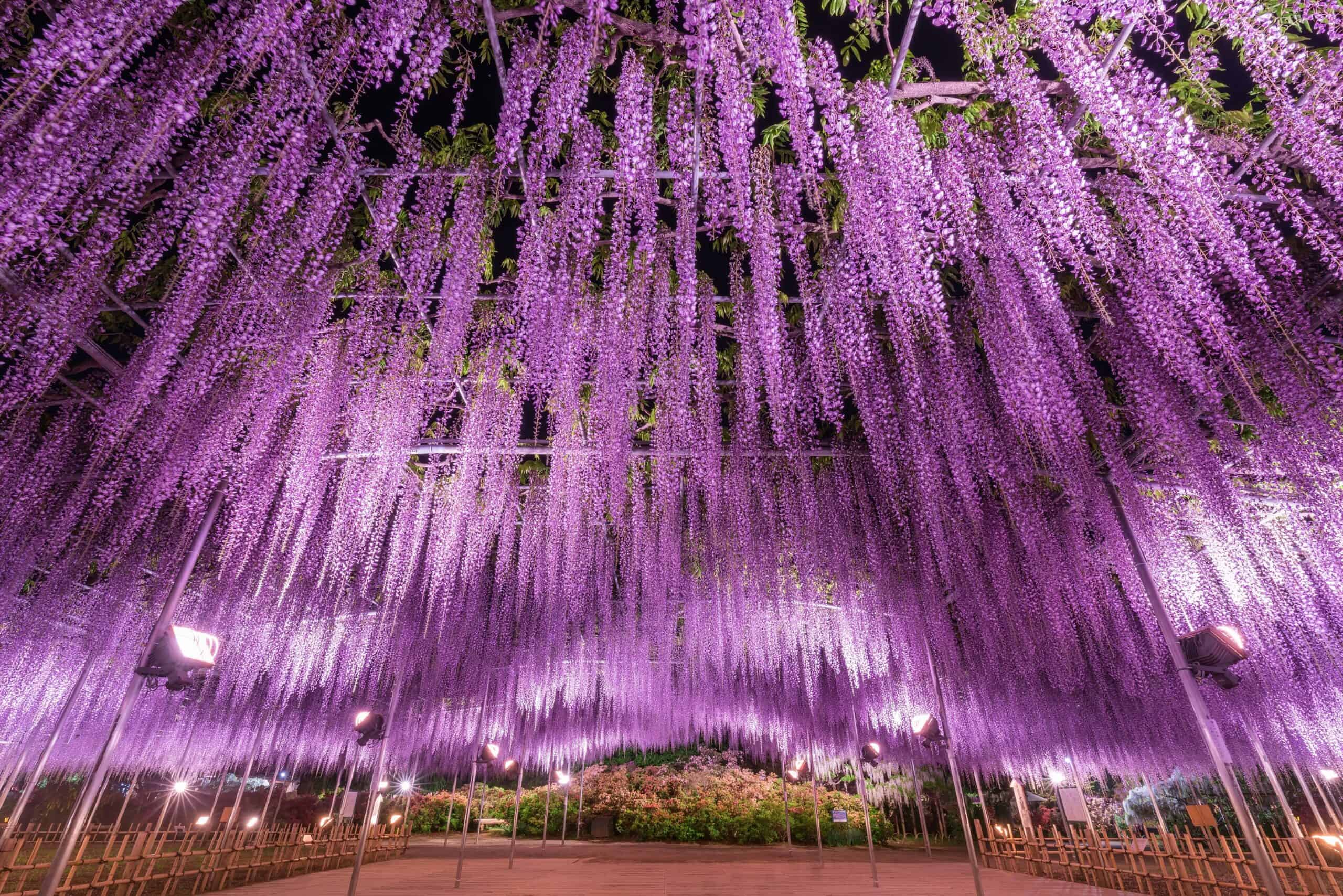 Best things to do in Nikko Japan - Derek Souza - Wisteria Festival at Ashikaga Flower Park
