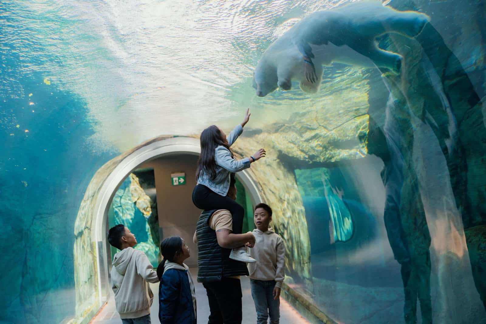 Best things to do in Winnipeg Canada - Mike Green - Polar bear exhibit at Assiniboine Park Zoo by Mike Peters