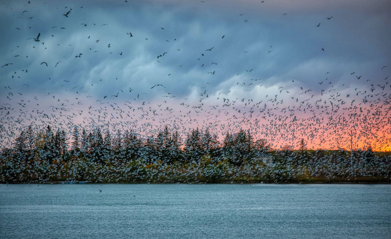 Best things to do in Winnipeg Canada - Mike Green - Sunset goose flights at FortWhyte Alive by Abby Matheson courtesy of Tourism Winnipeg