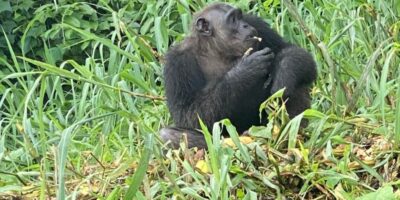 Best things to do in Douala Cameroon - Akang Claudy-Ann Ekinde - Gorilla in the wild