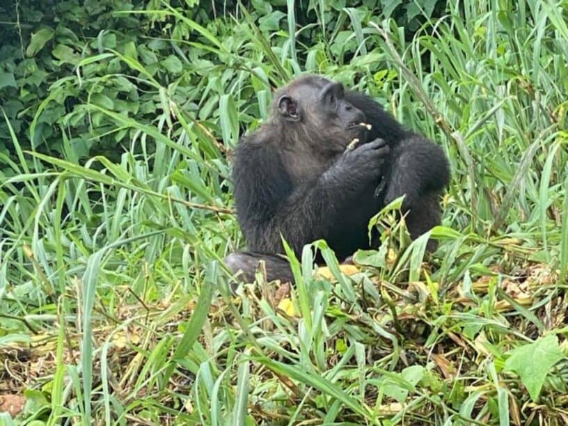 Best things to do in Douala Cameroon - Akang Claudy-Ann Ekinde - Gorilla in the wild
