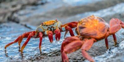 Best things to do on the Galapagos Islands Ecuador - Fernando Diez - Sally Lightfoot crabs by Rod Long on Unsplash