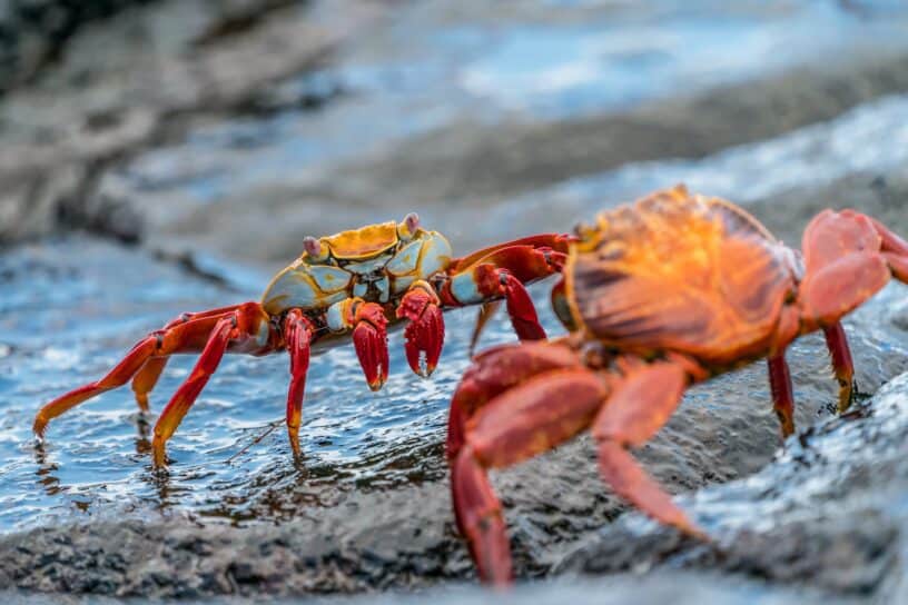 Best things to do on the Galapagos Islands Ecuador - Fernando Diez - Sally Lightfoot crabs by Rod Long on Unsplash